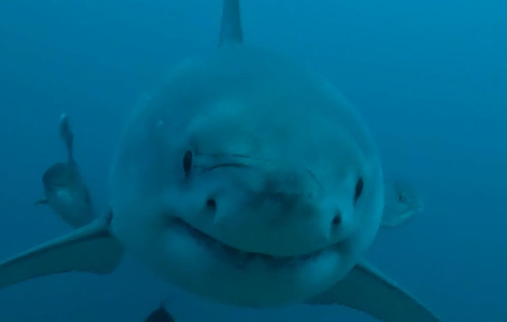 Great White Shark in the Gulf of Mexico