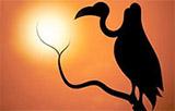 silhouette image of stork on a branch